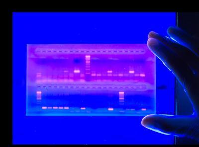 Modificarea ciclică a temperaturii: Denaturare Renaturare Sinteză Componentele necesare pentru clonarea in vitro (PCR): ADN de cercetat Primeri specifici secvenţei de clonat Complimentari secvenţelor