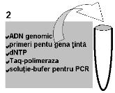 Colorarea şi vizualizarea produşilor PCR Interpretarea