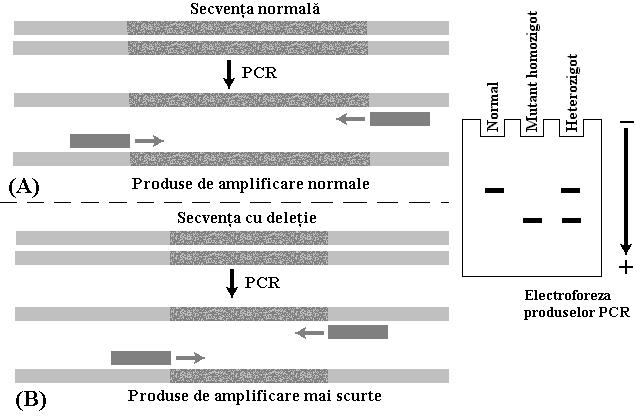 genice (RT-PCR) Dactiloscopia genomică (filiaţie)