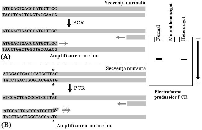 gradului de infecţie (quantitative PCR) Identificarea