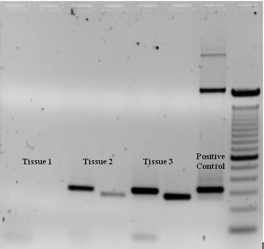 Identificarea agenţilor infecţioşi Stabilirea paternităţii (filiaţiei) Optimizarea condiţiilor de desfăşurare a PCR Concentraţiile critice ale substanţelor pentru inhibarea activităţii