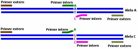 M marcher al lungimii; 1 genotip A/A; 2 genotip A/C ARMS-PCR Utilizarea