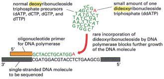 Secvenţierea ADN Stabilirea secvenţei de nucleotide Metoda chimică (tehnica Maxam-Gilbert, 1973) Metoda dideoxi (tehnica Sanger, 1975) Metoda automată (cu utilizarea agenţilor fluorescenţi) Tehnica