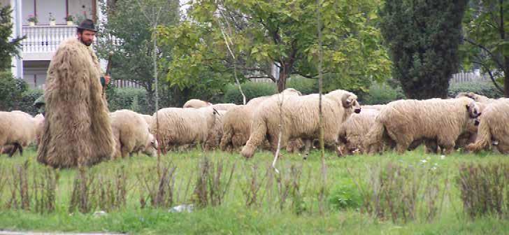 VII. În loc de concluzii Păstorii sau ciobanii sunt acei oameni care trăiesc mai ales în zonele mărginașe, limitrofe comunităţilor.