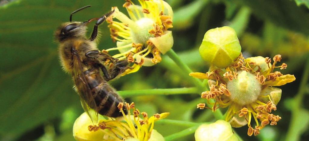 Apicultură Ecologică Peste 80% din producția de miere ecologică din România pleacă anual în țări precum Germania, Austria, Suedia și alte țări nordice, mierea noastră fiind recunoscută ca având o