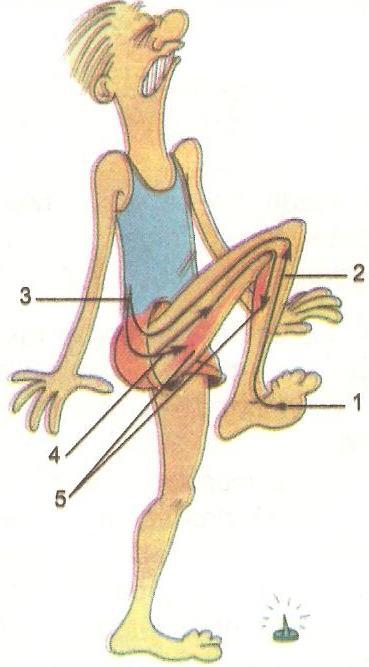 10 puncte Măduva spinării este implicată în realizarea actului reflex reprezentat în imagine.