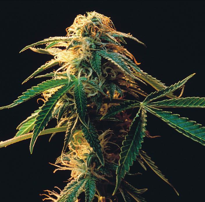 Cannabis Sativa BIO 72 ha in 2013-2014. 8 mirtul 45 tone de planta verde procesata.