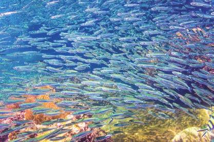 Unitatea 1 Formarea, citirea și scrierea numerelor naturale cuprinse între 0 și 1 000 000 În acvariu am un pește, dar în mări și