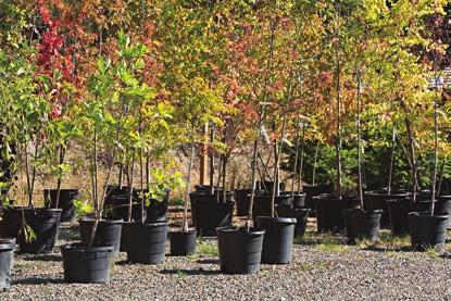 Unitatea 3 Înmulțirea cu un număr de două cifre, cu trecere peste ordin Într-o acțiune de reîmpădurire, s-au plantat pe un deal 134 de rânduri a câte 68 de puieți de stejar pe fiecare rând.