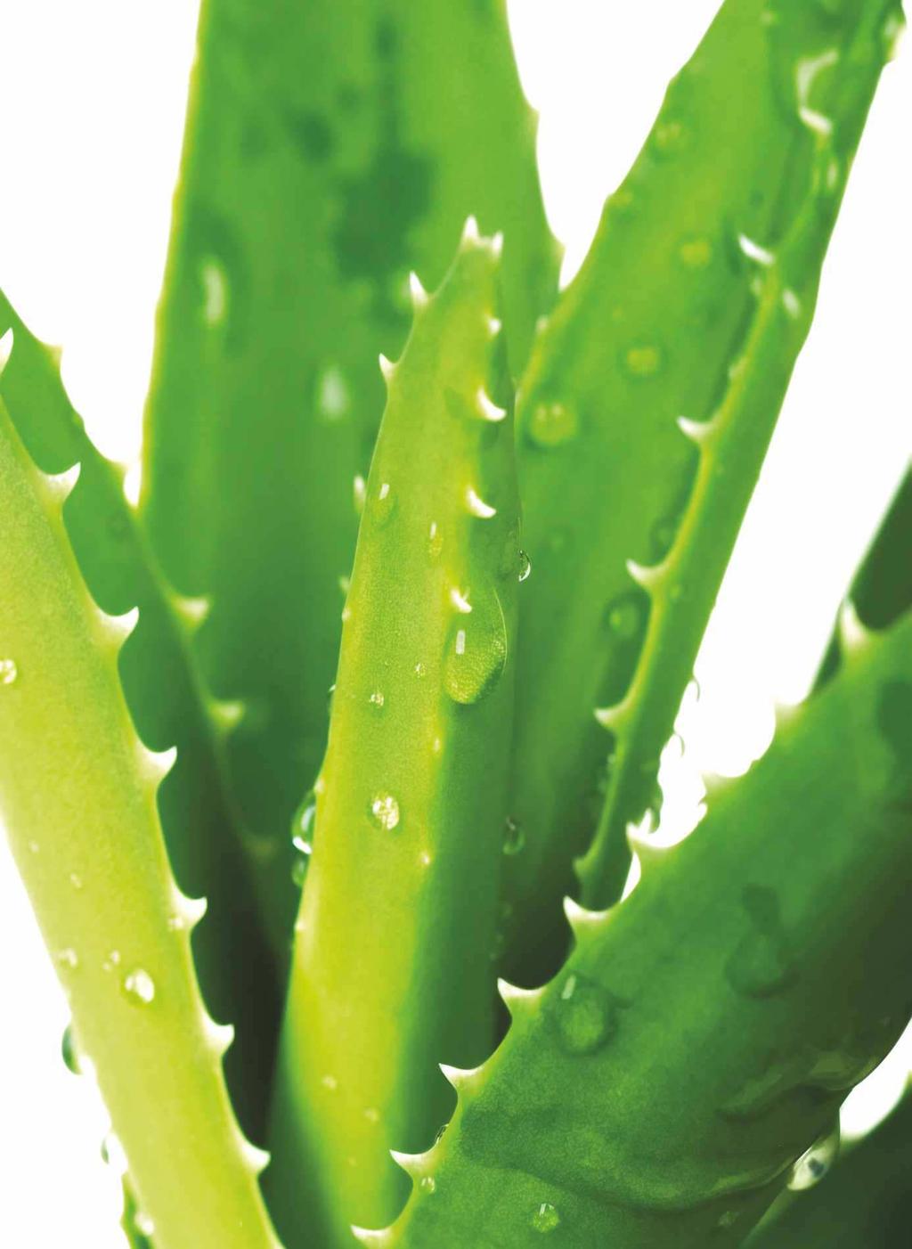 De-a lungul istoriei, numeroase civilizaţii au folosit producţie şi controlul riguros al fiecărui aspect al Aloe vera datorită binefacerilor pe care această acestora.