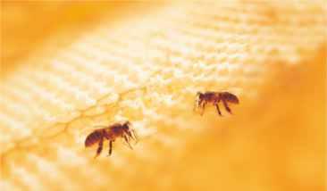 Produse apicole Forever Bee Honey Albinele colectează nectarul de la mai multe flori, îl amestecă cu enzimele proprii, iar apoi depozitează mierea astfel obţinută în faguri.