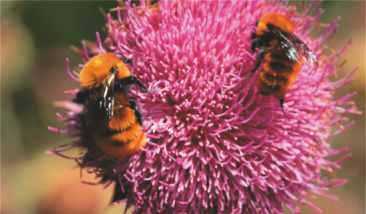 Produse apicole Forever Royal Jelly Lăptişorul de matcă reprezintă secreţia lactescentă a glandelor faringeale ale albinelor.