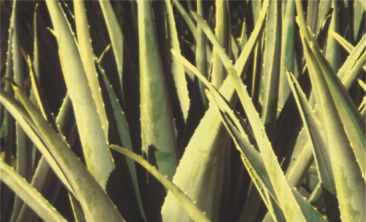 Îngrijirea pielii C O R P Aloe Vera Gelly În trecut, Aloe vera era întrebuinţată pentru tratarea leziunilor cutanate minore.