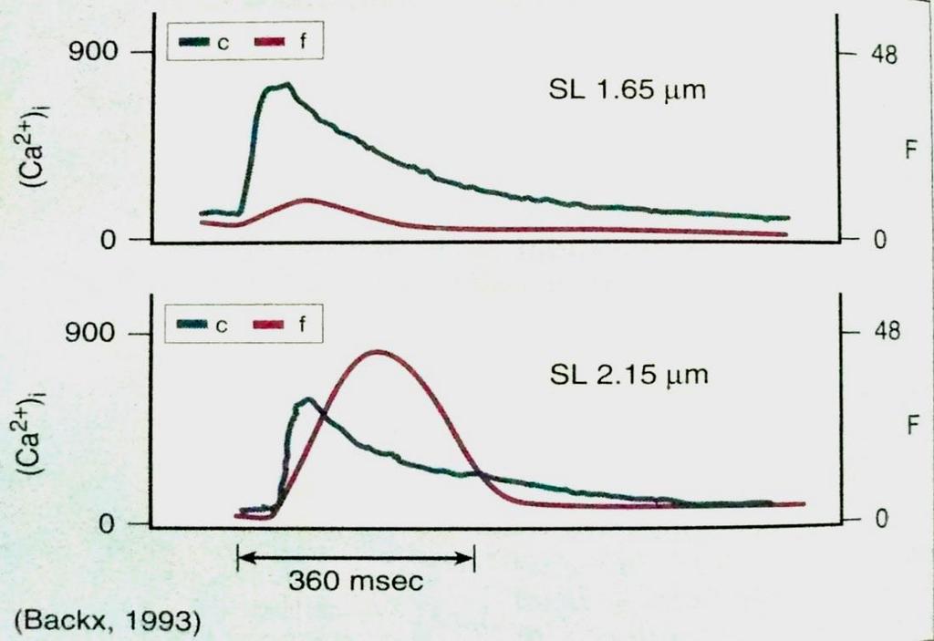 Crestrea fortei de contractie (f, curba rosie) dezvoltata la lungimi crescute ale sarcomerului (SL, sarcomere length) (2.15 mm vs 1.