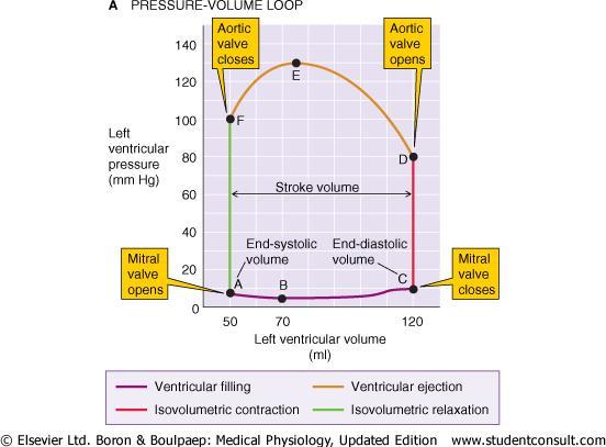 Curba Volum - Presiune A C: umplerea ventriculara C D: contractia