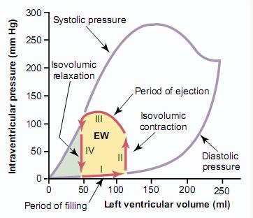 Curbe Volum - Presiune Reprezinta interrelatia dintre volumul si presiunea ventriculara pe parcursul unui ciclu cardiac Permit evaluarea eficientei pompei ventriculare in cursul unor situatii
