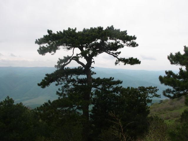 negru de Banat (Pinus nigra ssp.