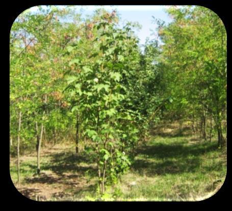 Măsuri de majorare a capacităţilor de sechestrare a emisiilor de CO2 în cadrul sectorului forestier sporirea ritmurilor de extindere a suprafeţelor acoperite cu păduri şi alte tipuri de vegetaţie