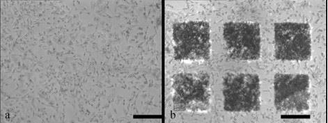 Figura 14 Imagini de microscopie optică ale celulelor de fibroblaste pe suprafata de control (a-după 8 ore,c-după 48 ore) si pe pixelii PEI transferati pe Termanox (b-după 8 ore,d-după 48 ore ) [V.