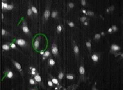 Figura 17 prezintă imaginea de la microscopia de fluorescentă a celulelor de OLN.