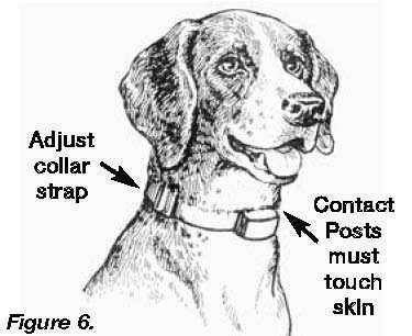 AjustaŃi cureaua zgardei Figura 9 Posturile de contact trebuie să atingă pielea Înainte de a începe dresajul de evitare, plasańi zgarda cu receptor pe gâtul câinelui dvs. înainte de a ieşi în curte.