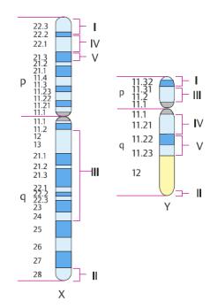 Originea gonozomilor 29 repere de identificare a cariotipului sunt: lungimea relativă şi absolută a crs, poziţia centromerului = constricţia primară - c, prezenţa constricţiilor secundare - h,
