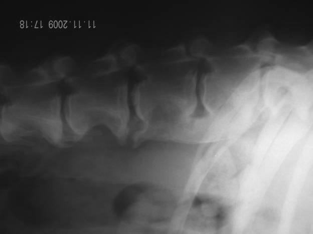 Fig. 27. Spondiloză L1 L4 la câine Incidenţă latero-laterală de coloană vertebrală lombară Fig. 28.
