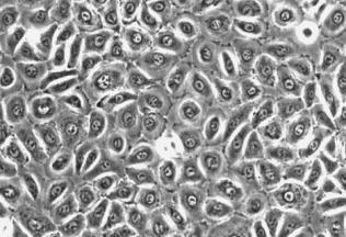 MATERIAL BIOLOGIC epiderm reprezentat in modele experimentale de linia celulara standardizata HaCaT celule imortalizate, cu potential de