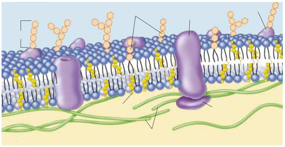 Membranele celulare și proprietățile lor 3) În membrana celulară există de asemenea proteine membranare ce ''plutesc'' în bi-stratul lipidic.