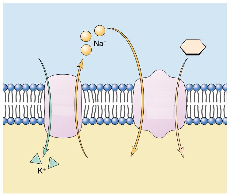 Funcţiile membranei citoplasmatice tipuri de transport activ Gradient Na + Extracelular Gradient Glucoză Tendinţa deplasare Glucoză Conc.