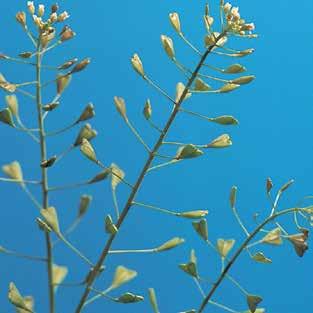 ciobanului), Centaurea cyanus (albăstriță), Consolida regalis (nemțișori de câmp), Descurania sophia (voinicică), Matricaria spp (mușețel), Thlaspi