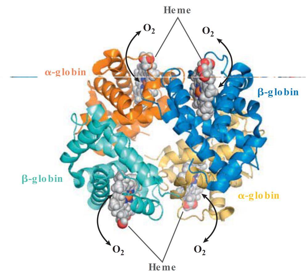 Hemoglobina Structura cuaternara 4 subunități Tipuri HbA 2 β 2 96% Hb adult 25 % nou-născut HbA 1c 2 β 2 glicozilată (subunitatea β NH 2 -Val) HbA 2 2 δ 2