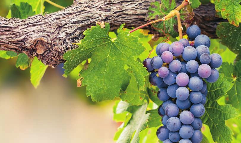 TOGETHER ALBE Sauvignon Blanc 13.0% Corcova Tămâioasă Românească 14.0% 7 Arts Fetească Albă 13.0% Regno Pinot Gris 12.0% Chardonnay 13.5% Budurească Aligote 12.