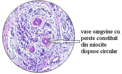 vase sangvine mici cu perete format în care se conțineau miocite dispuse circular (Figura 3.1.).