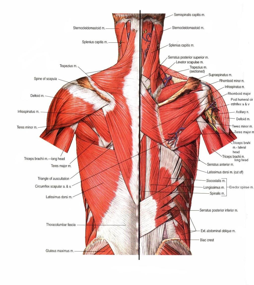 Muşchiul latissimus dorsi la om (dupa A.D.A.M. Student Atlas of Anatomy, Olson TR, 1996) In 86% din disectii, odata intrata în hilul neurovascular, artera toracodorsala se bifurca într-o ramura