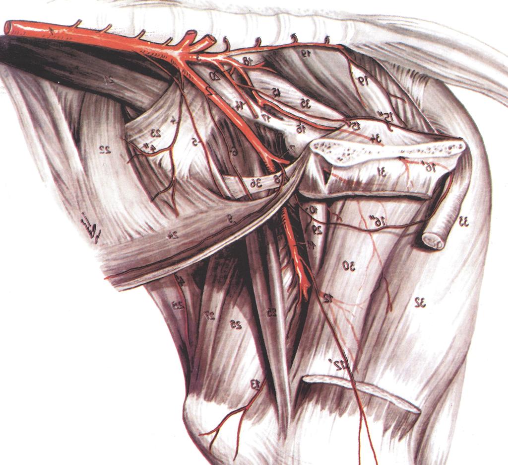 Muschiul gracilis Muschiul gracilis la porc este formatiunea de contur a fetei mediale a coapsei, format dintr-o portiune musculara puternica, aplatizata, care isi are originea impreuna cu muschiul
