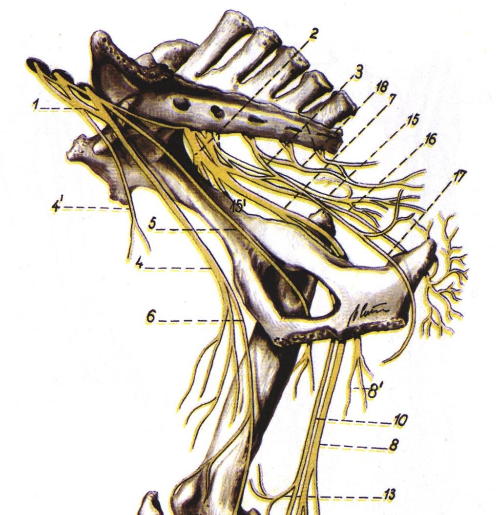 Inervatia muschiului gracilis la porc este data de nervul obturator, pentru portiunea caudală si de nervul safen accesoriu, pentru portiunea craniala.