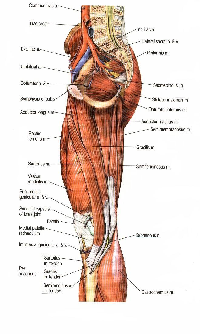 Muşchiul gracilis la om (dupa A.D.A.M. Student Atlas of