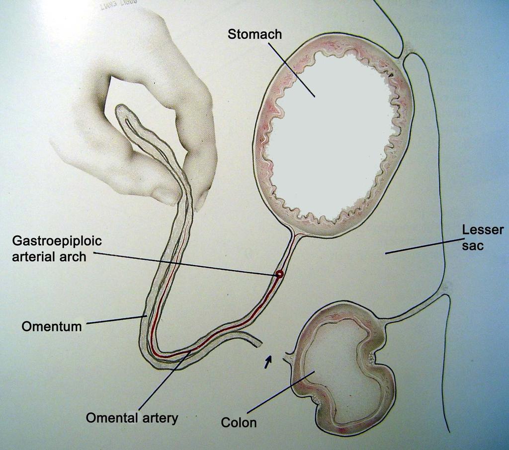 Lamboul omentum. Anatomia omentumului. Anatomia muschiilor rectus abdominis, latisimus dorsi, gracilis, tensor fascia lata, safen, a.