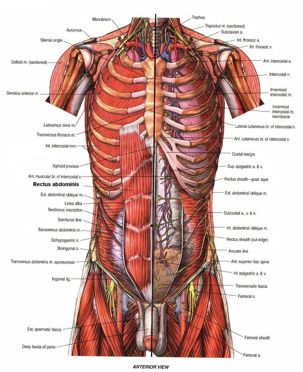Muşchiul rectus abdominis la om (dupa A.D.A.M. Student Atlas of Anatomy, Olson TR, 1996) Muschiul latissimus dorsi.