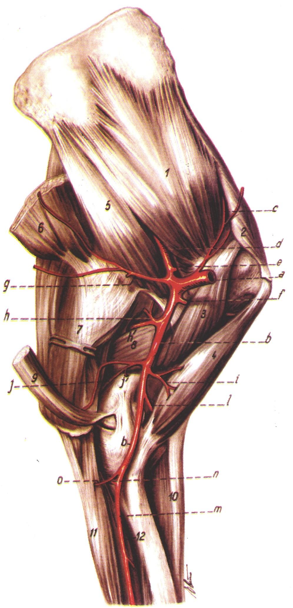 Vascularizatia muschiului latissimus dorsi artera toracodorsala (desen dupa Anatomie comparata la mamiferele domestice, R.
