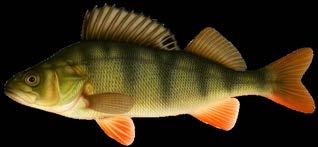 Patru dintre cele mai comune specii de pești ale noastre Biban Puteți să