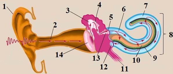 65. Identificaţi asocierea corectă dintre cifrele de pe diagrama alăturată şi particularităţile corespunzătoare ale componentelor din urechea omului: A.