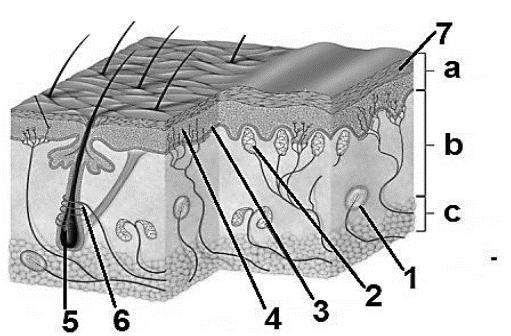 70. Pielea este un imens câmp receptor situat la exteriorul corpului uman. Alege varianta corectă referitoare la: a) Caracteristicile straturilor pielii notate cu a, b și c.