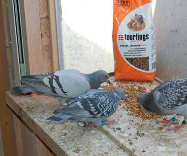 TOVO Condition TOVO/Teurlings Condition este un extra supliment echilibrat care furnizează nutrienții de care porumbeii au nevoie în dieta zilnică.