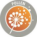 ALERGIA LA POLEN Alergia la polen este adesea moștenită și reprezintă o reacție la unul sau mai multe tipuri de polen. Sistemul imunitar reacționează la proteinele din polen.
