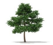 Notează denumirea grupei taxonomice la care se referă pinul-de-pădure (Pinus sylvestris), selectând noțiunile din seria propusă: Procariote, Plante, Eucariote, Coniferele Atenție!