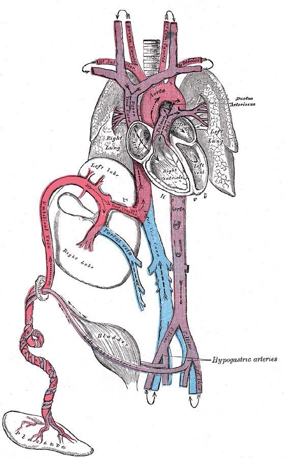 Rolul CAP in viata fetala Datorita rezistentei vasculare pulmonare mari, doar 5-10% din