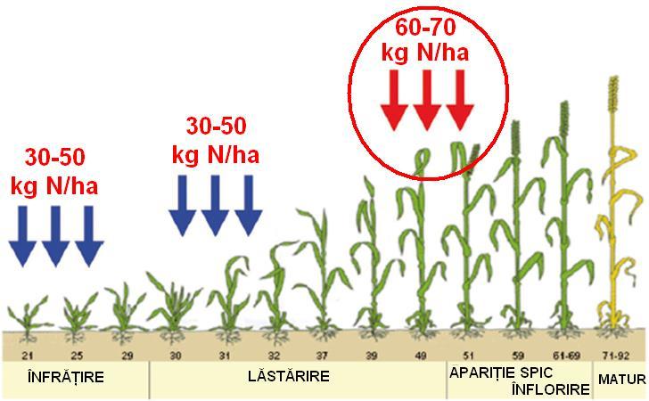 Fig. 5. Strategie şi doze de îngrăşare în relaţia producţie-proteină la grâu (după Göttfried M.