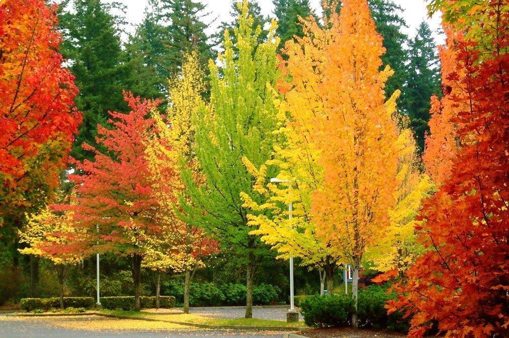 4. Opțional Culoare și imagine -Vietăți din frunze O1:Să combine frunze din cadrul natural, pentru a construi diverse vietăți